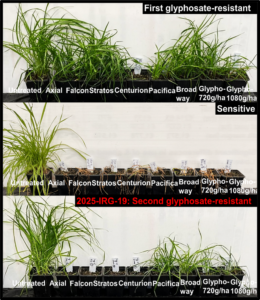 Comparison of glyphosate resistant including 2025 IRG 19 highlighted in red and glyphosate sensitive Italian ryegrass 28 days after treatment with ACCase ALS and glyphosate herbicides showing surviving green