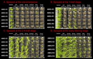 Effects of different residual herbicides on ALS-sensitive and ALS-resistant populations of annual meadow grass 30 days post-treatment applied at the recommended label rate across different application timings