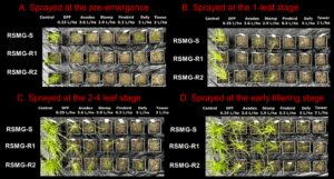 Effects of different residual herbicides on sensitive and ALS-resistant populations of rough-stalk meadow grass 30 days post-treatment applied at the recommended label rate across different application timings