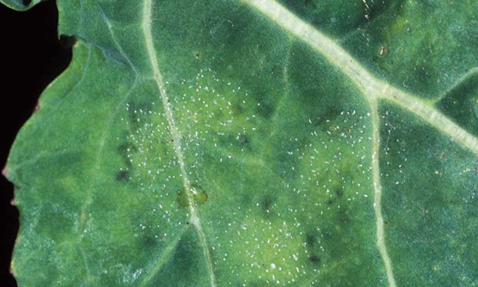 Monitoring key diseases in winter oilseed rape crops