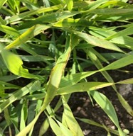 Magnesium Deficiency in plant