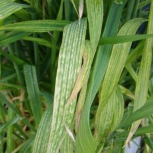 Magnesium Deficiency in plant