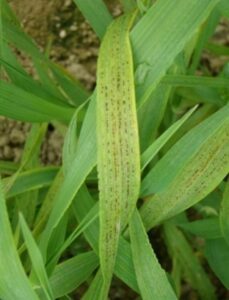 Manganese Deficiency in plant