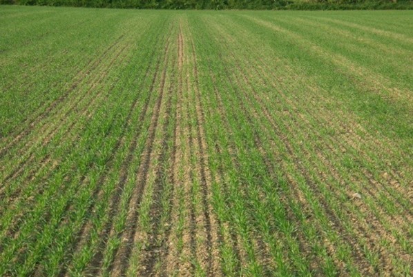 Spot hidden nutrient gaps before yield suffers