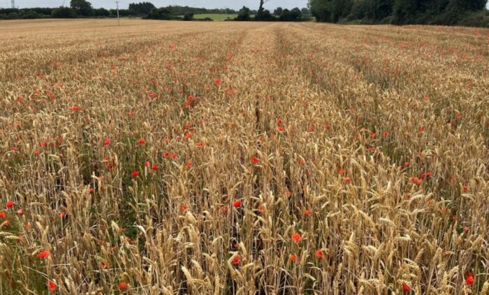 Current status of broadleaf weed resistance