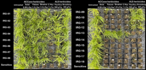 Symptoms of sensitive and resistance suspect IRG 01 to IRG 18 populations of Italian ryegrass 28 days after treatment with ACCase and ALS herbicides showing surviving green plants where resistance occurred