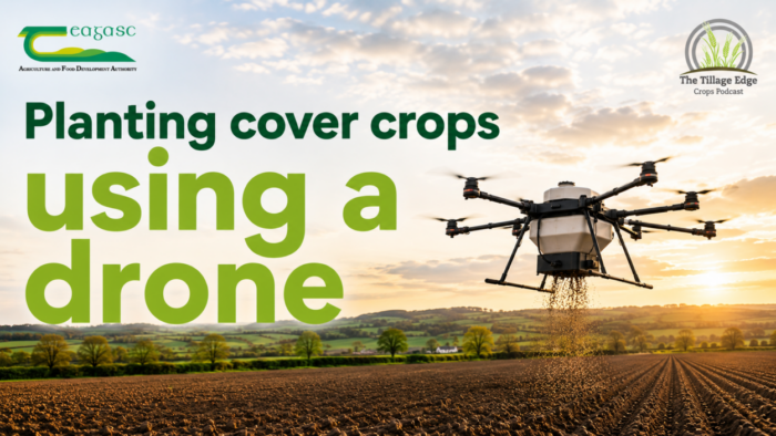 Planting cover crops using a drone