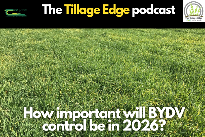 How important will BYDV control be in 2026?