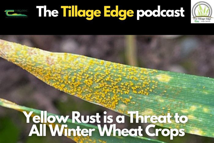 Yellow Rust is a Threat to All Winter Wheat Crops