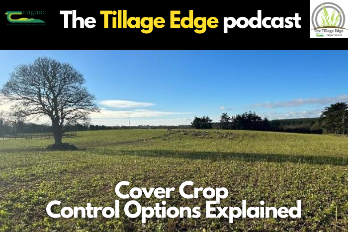 Cover Crop Control Options Explained