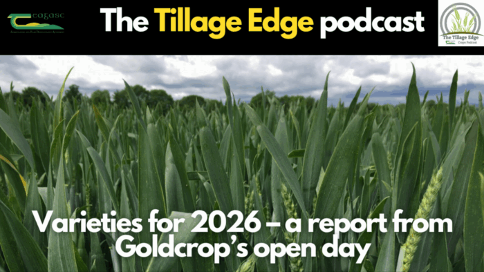 Varieties for 2026 – a report from Goldcrop’s open day