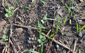 Volunteer cereals growing in an oilseed rape crop