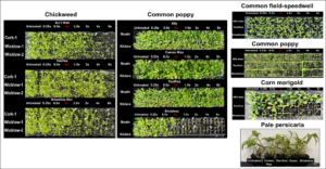 plant growths under different treatments and regions. Labels show "Ally Max," "Pacifica," and others, with varying dosages