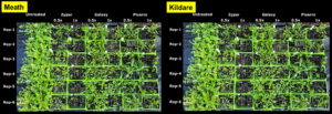 Side-by-side comparison of plant growth in Meath and Kildare trials under different treatments: untreated, Zypar, Galaxy, and Pixarro at 0.5x and 1x concentrations. Response of ALS-resistant poppy populations from Meath and Kildare following application of half and full label rates of the ALS + hormone herbicides Zypar (1x = 0.75 L/ha) and Galaxy (1x = 1 L/ha) and the hormone-type Pixarro (1x = 0.5 L/ha). Each product was tested in six replicates (Rep).  