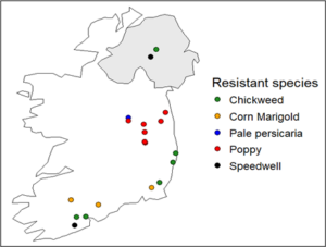 Map of Ireland showing locations of resistant plant species: Chickweed, Corn Marigold, Pale Persicaria, Poppy, and Speedwell, marked by colored dots