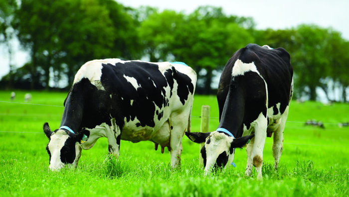 Fewer cows, lower income and less national milk production