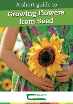 A Guide to Growing Flowers from Seed