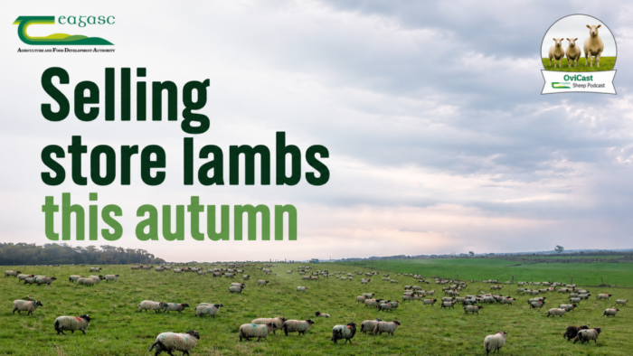 Selling store lambs this autumn