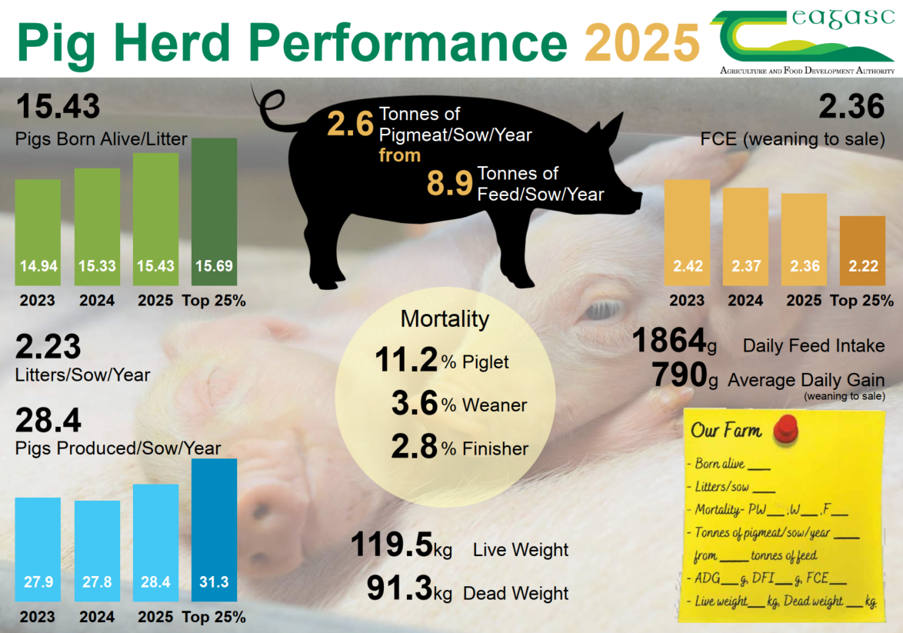 Infographic presenting pig herd performance projections for 2025, including key metrics such as pigs born alive per litter (15.43), feed conversion efficiency (FCE) from weaning to sale (2.36), and daily feed intake (1864g) with average daily gain (790g).