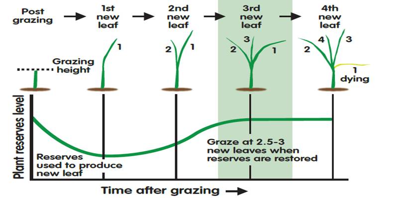 Diagram of grass growth with a focus on the leaf life cycle of a grass plant. The diagram shows post-grazing leaf growth stages with a green line graph illustrating leaf height and reserve levels over time, highlighting key points such as grazing height, new leaf emergence, and optimal grazing timing at two and a half leaves.