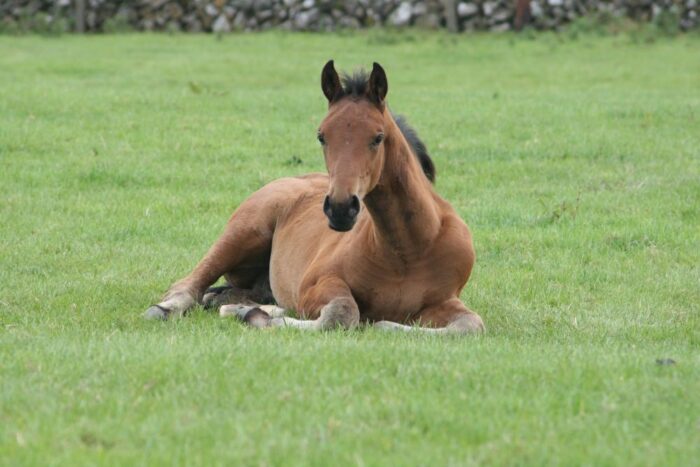 New short course: Weaning to Three Year Old Husbandry and Early Training