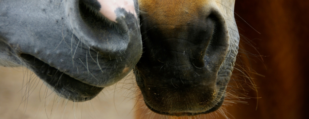 Cover image representing Equine Publications