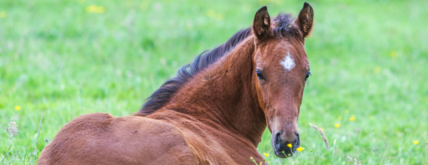 Cover image representing Sign Up for the Equine Newsletter