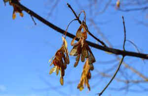 sycamore seeds on tree