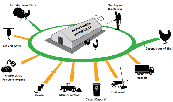 A diagram outlining aspects of operational biosecurity - Introduction of birds; feed & water; staff/visitors/personnel hygiene; vermin; manure removal; carcass disposal; equipment; transport; depopulation of birds; cleaning & disinfection