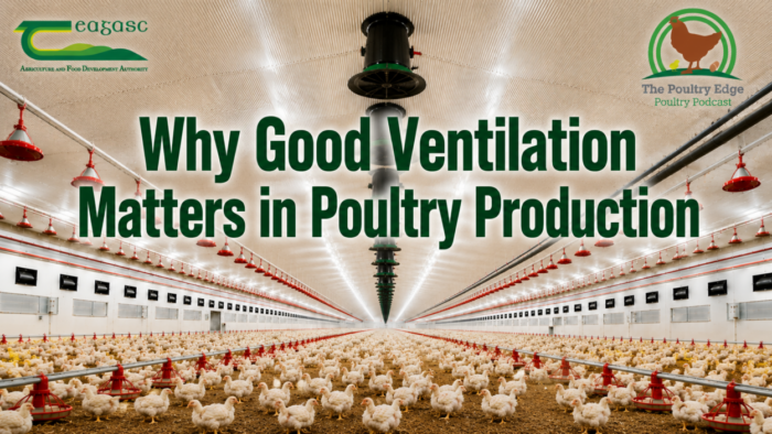 Why good ventilation matters in poultry production