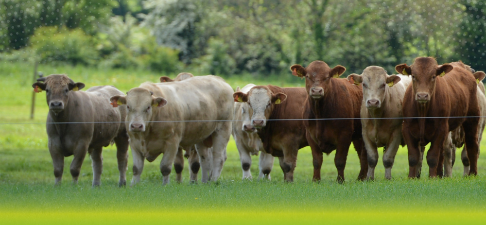 Autumn Beef Mart Events