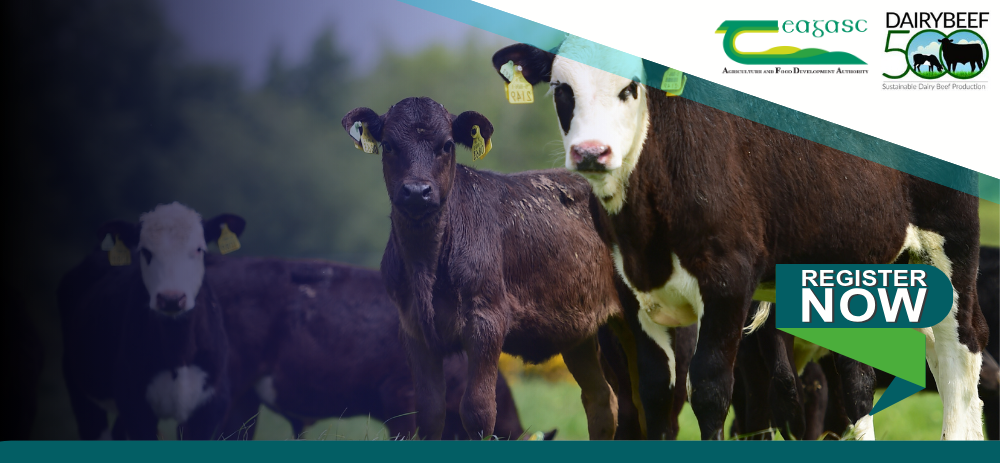 DairyBeef 500 Conference