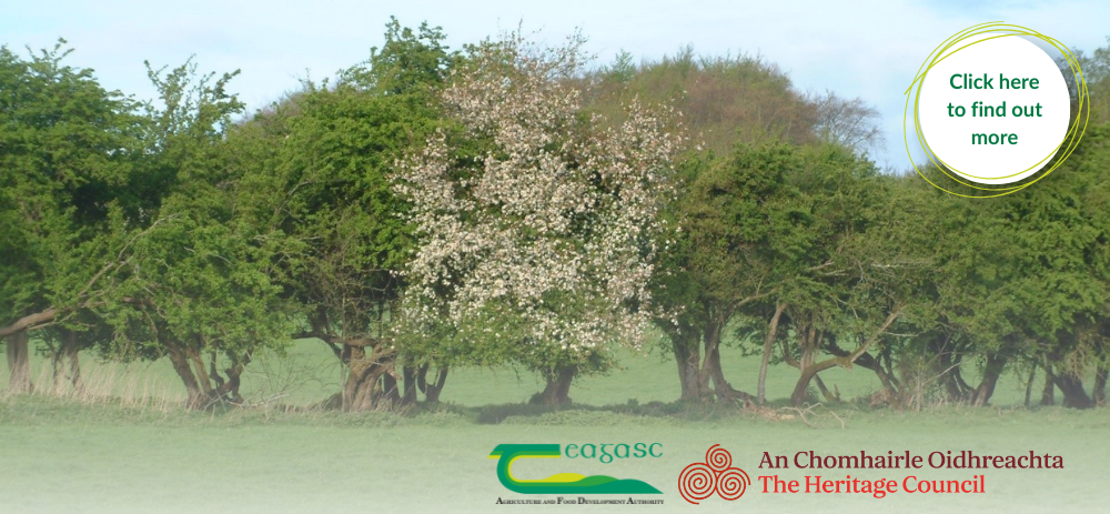 Hedgerow Week
