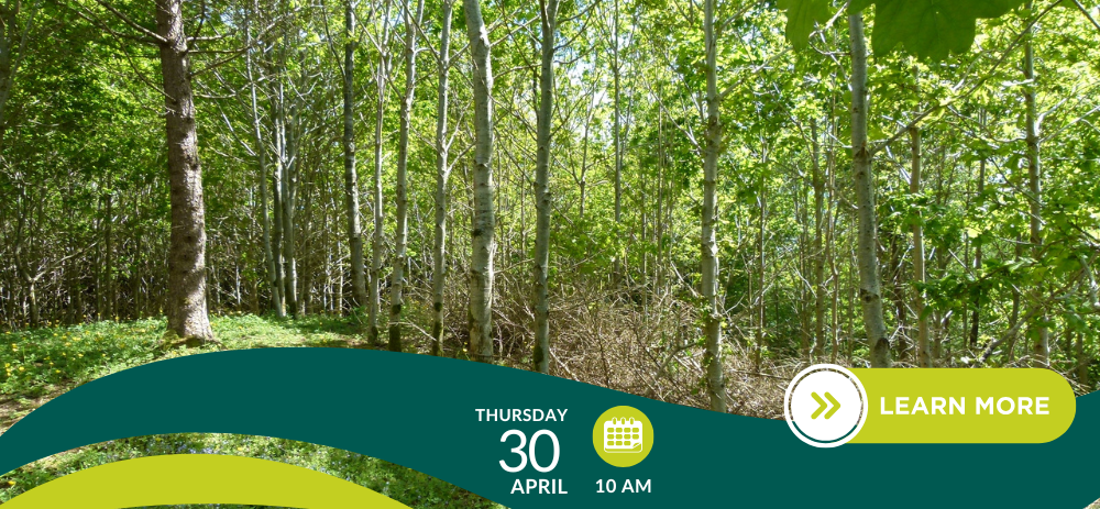 Reforestation After Storm Damage