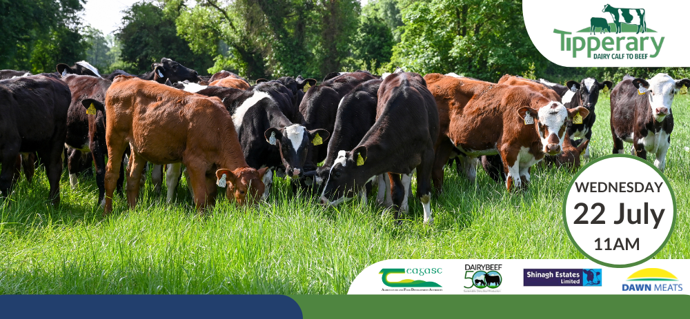 Tipperary Dairy Calf to Beef Open Day