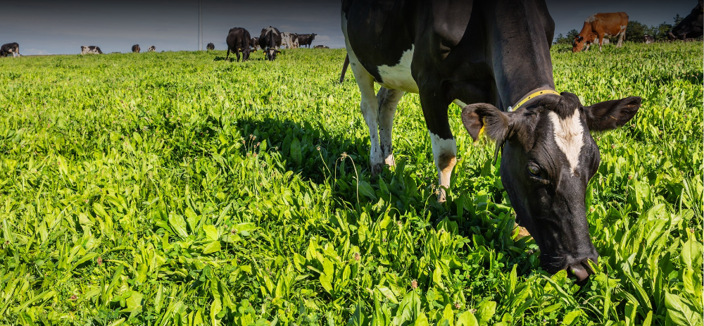 Shinagh Dairy Farm
