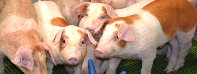 Welfarmers – Good Practices Evaluation Underway