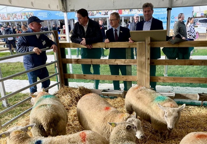 Teagasc Sheep Display at the National Ploughing Championships