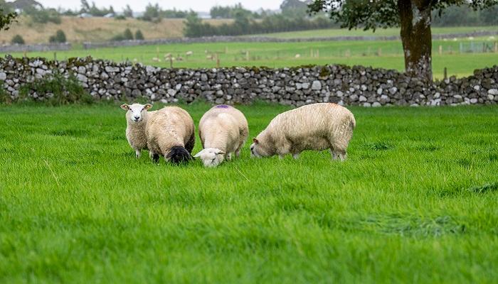 Preparation for weaning of lambs