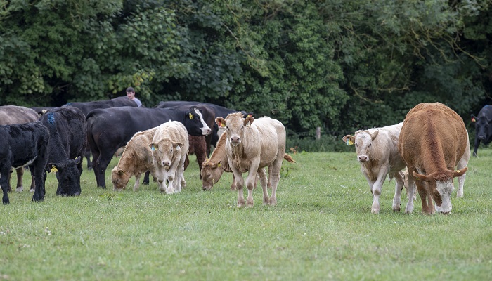 Join the Future Beef discussion groups
