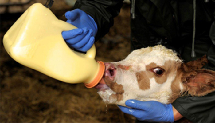 Why colostrum matters – the first and most important feed