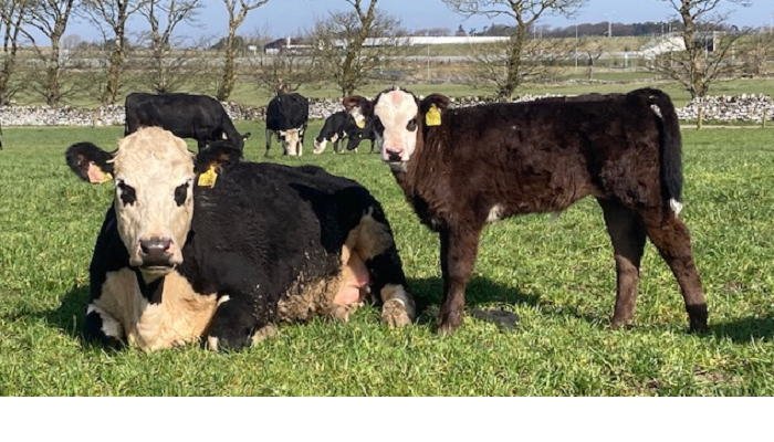 Cover image for Diary date: Newford Suckler Open Day planned for April article