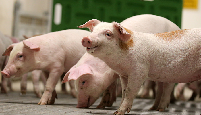 Farm apprenticeship programme – What you need to know