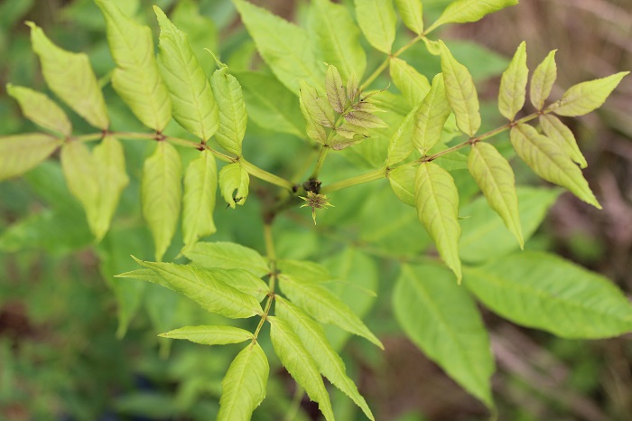 Supporting the long-term recovery of Ireland’s ash