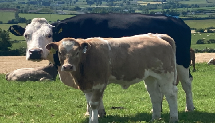 Newford Suckler Breeding Open Day edging closer