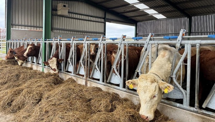 Don’t let mineral deficiencies cost you next calving season