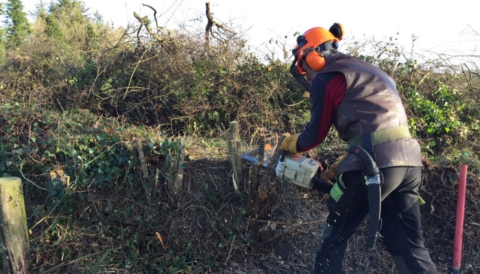 Bringing an old hedge back to life