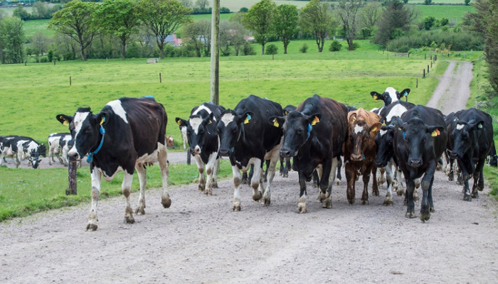 Understanding the seasonal milk fat reduction