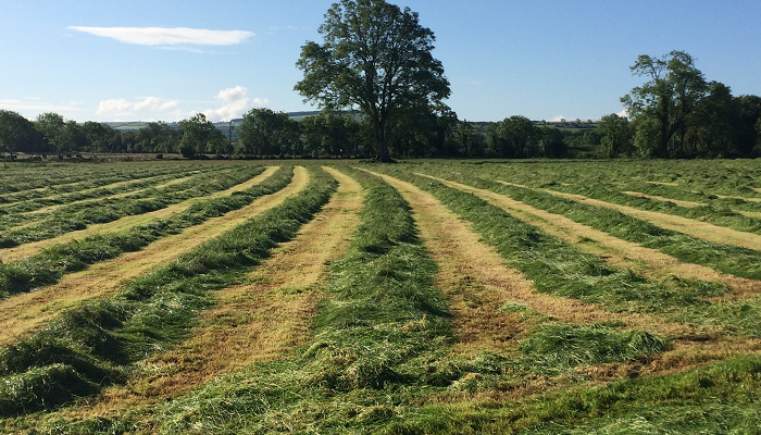 Mowed silage in rows in a field