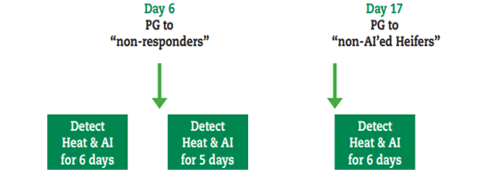 Diagram illustrating Alternative prostaglandin-based regimen for replacement heifers.